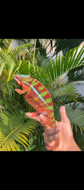 Chameleon Panther Ambilobe