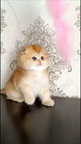 Scottish Fold Import WCF Female