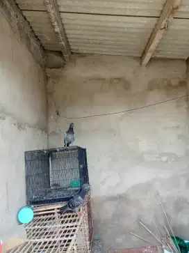 Merpati pos x tinggian