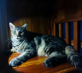 Kucing Mainecoon . besar.sehat