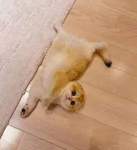 Scottish Fold - BSH ( Import Russia ) WCF