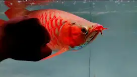 Arwana super red sb spauk pride 55cm