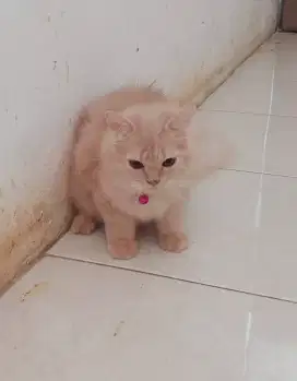 Kucing Persia Jantan umur 5bln, Gimbul, Long hair, Sehat Lucu lincah