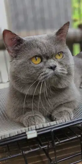 Bsh munchkin (pacak)