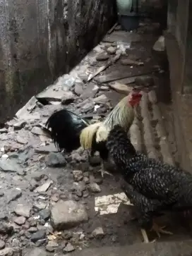 Ayam hias sepasang cakep