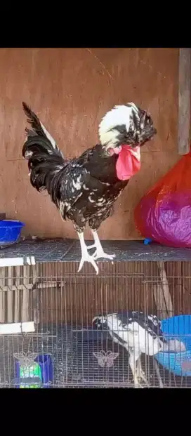Ayam poland /ayam hias /Ayam jambul Dewasa jantan