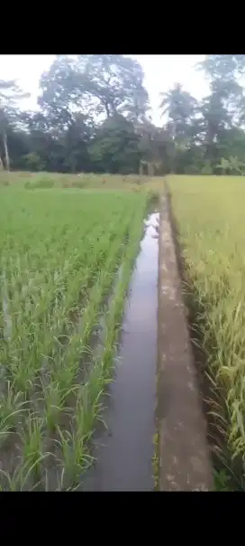 Jual Sawah, Tanah dan Bangunan