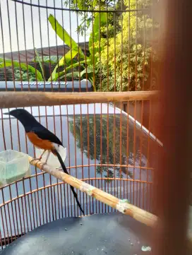 Murai Batu Joss