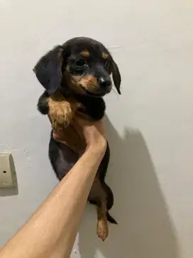 Dacshun hitam kecil