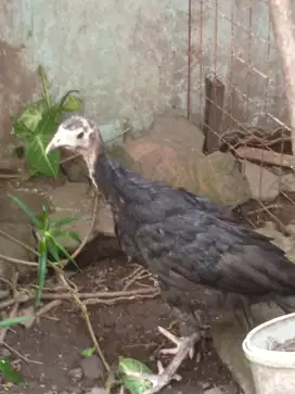 Ayam kalkun anakan usia 3 bulan