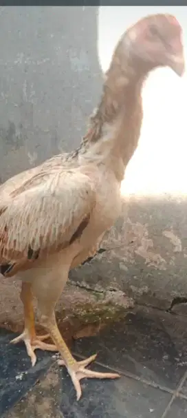 Sepasang Ayam Shamo Eropa