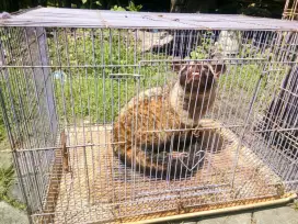 Musang pandan mas