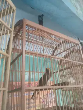 Burung Cucak Wilis