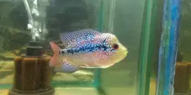 louhan kamfa f3 cilnong
