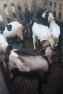 obral 10 ekor bakalan kambing jantan 7-8 bulanan siap penggemukan puas
