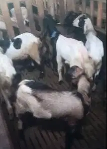 10 ekor bakalan kambing jantan 7-8 bulan siap penggemukan ternak piara