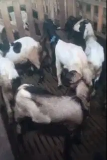 10 ekor bakalan kambing jantan 7-8 bulanan siap penggemukan kurban top