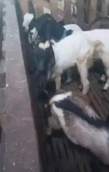 paketan 10 ekor kambing jantan 7-8 bulanan siap penggemukan ternak top