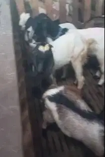 10 ekor bakalan kambing jantan 7-8 bulanan layak ternak penggemukan ok
