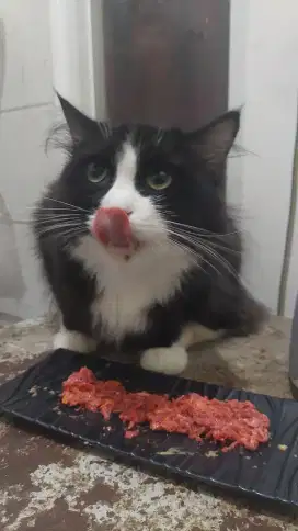KUCING PERSIA BIGBONE