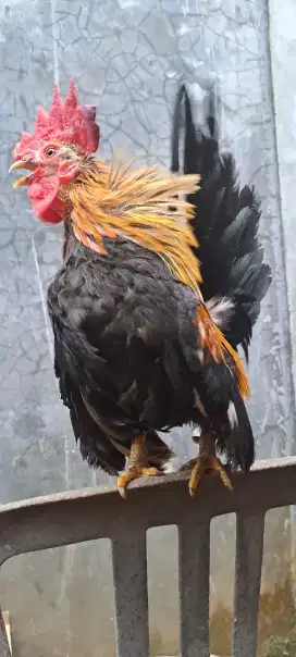 Ayam Kate Jantan
