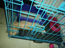 Kandang Kucing Octagon