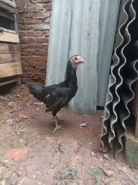 Ayam bangkok mangon biang