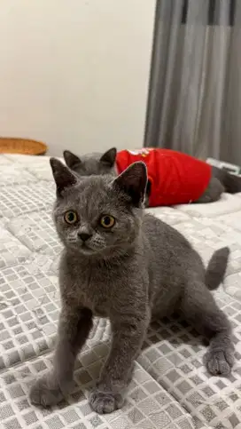 british short hair blue