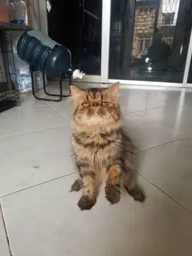kucing jantan peaknose 2 tahun 1 bulan