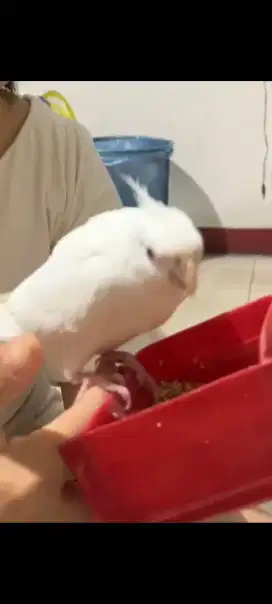 Falk parkit australi albino mm