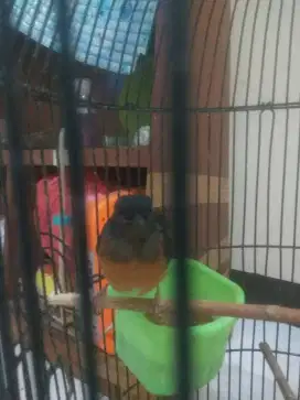 Murai Anakan Masih Trotol prediksi Jantan