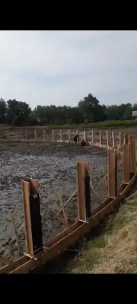 Usaha tambak udang vaname
