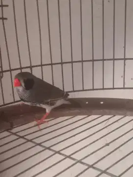 Burung zebra finch aussy