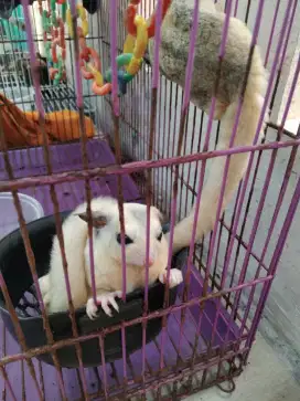 Jual sugar glider