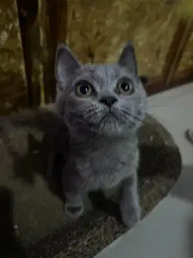 Kucing british shorthair