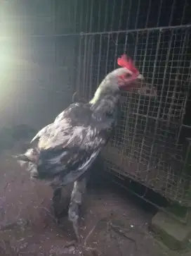Ayam Pelung Muda