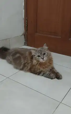 Kucing mainecoone mix himalaya betina dewasa 1tahun
