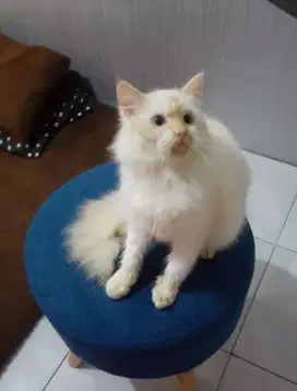 Kucing persia mix himalaya
