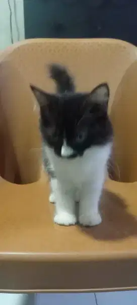 Kucing Kitten Persia 3 Bulan