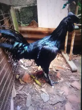 Ayam Jago Cemani