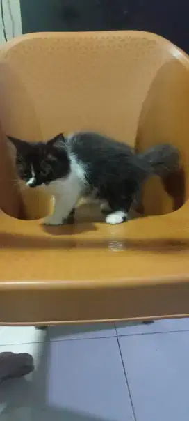 Kucing Kitten Persia Umur 3 Bulan