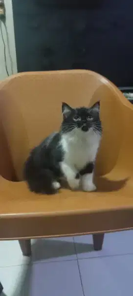 Kucing Kitten Persia Umur 3 Bulan