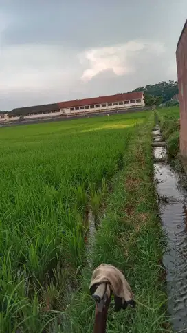 Tanah Sawah Produktif