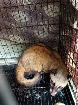 Musang pandan jinak