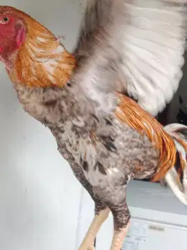 Sepsang Ayam Shamo Dewasa