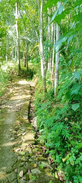 JUAL TANAH DI PAGERHARJO SAMIGALUH KULONPROGO