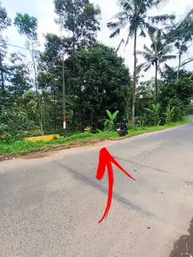 DI JUAL KEBUN PINGGIR JALAN ASPAL LICIN SEGOBANG BANYUWANGI