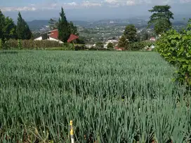 Dijual tanah idaman dikemuning ngargoyoso karanganyar