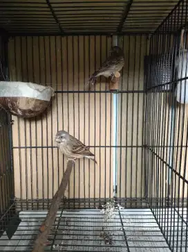 Jual cepat Blackthroat sepasang