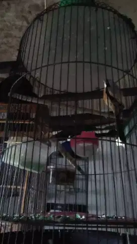 Pentet Jatim betina rajin